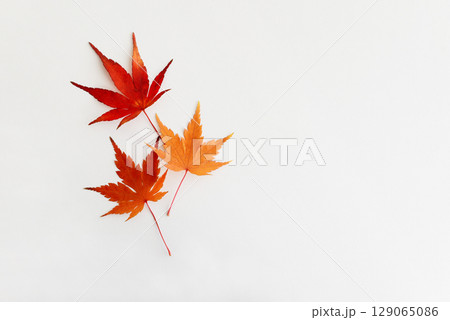 Autumn maple leaves on a white marble background. 129065086