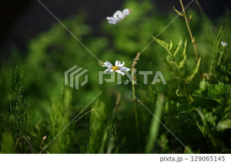 白い花 白い花 129065145