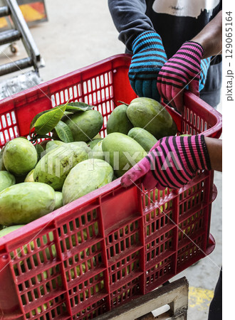 freshly harvested unripe green mango fruit in agriculture industry warehouse freshly harvested unripe green mango fruit in agriculture industry warehouse 129065164