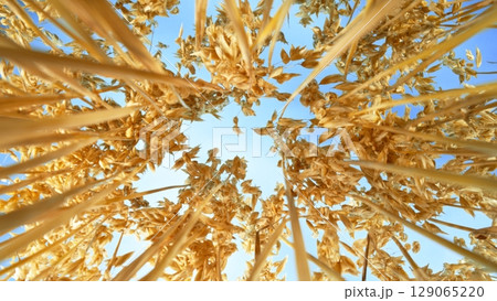 Golden spikelets of oats field , down top view , blue sky background Golden spikelets of oats field , down top view , blue sky background 129065220