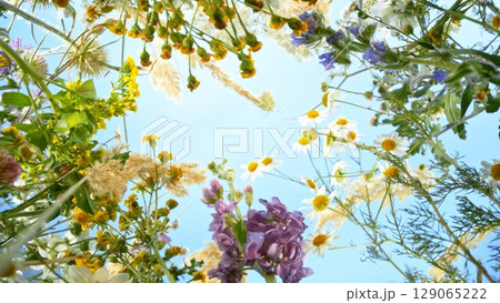Meadow flowers in bloom moving in the wind with blue sky , down top view Meadow flowers in bloom moving in the wind with blue sky , down top view 129065222