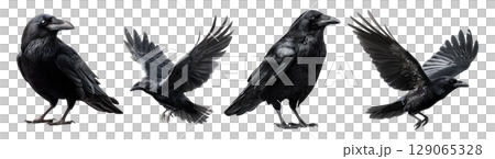 Set of black raven for Halloween, isolated on transparent background. 129065328