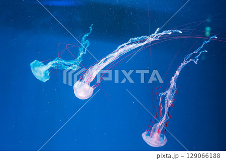 underwater photography jellyfish Purple striped jelly. Chrysaora colorata 129066188