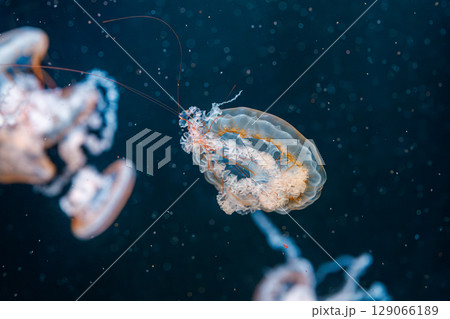 underwater photography jellyfish Chrysaora fuscescens, Pacific sea nettle, West Coast sea nettle 129066189