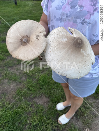 Woman holding two giant mushrooms. Variegated parasol mushroom. Woman holding two giant mushrooms. Variegated parasol mushroom. 129066394