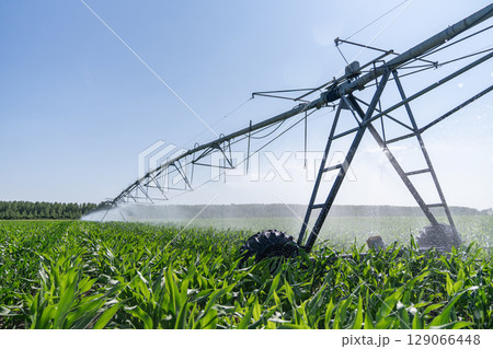 Agricultural pivot irrigation system on a corn field 129066448
