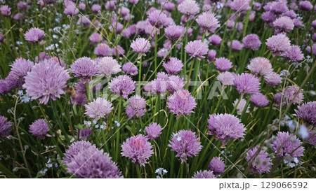 Blooming field of purple chive flowers with bees pollinating among the tall green grass 129066592