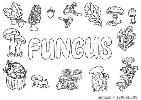 Hand drawn black and white collection of mushrooms, acorns and leaves with the word Fungus in bold letters Hand drawn black and white collection of mushrooms, acorns and leaves with the word Fungus in bold letters 129066609