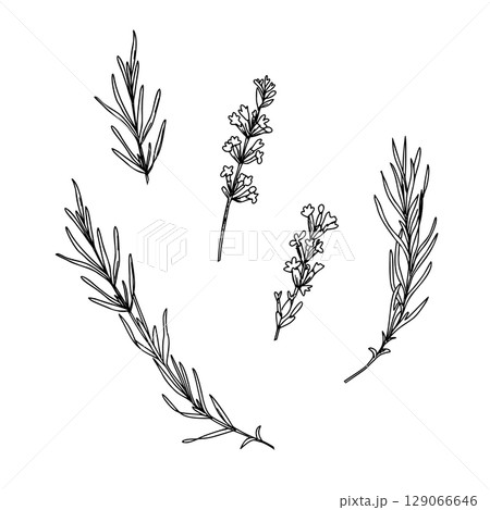 Lavender branches and flowers line art set. Hand drawn graphic Vector illustration. Black and White drawing for cards, logos and food, cosmetic design. 129066646
