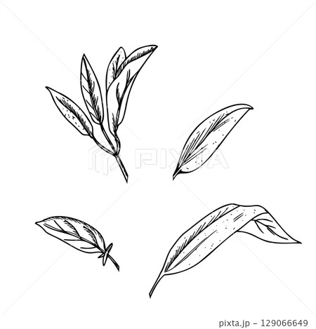 Sage leaves set vector illustration isolated on white background. Hand drawn ink botanical drawing. Salvia medical plant sketch. For herbal tea, organic cosmetics and product designs. Sage leaves set vector illustration isolated on white background. Hand drawn ink botanical drawing. Salvia medical plant sketch. For herbal tea, organic cosmetics and product designs. 129066649