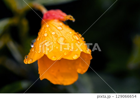 Beautiful Yellow flowers Beautiful Yellow flowers 129066654