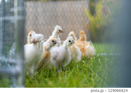 Keeping domestic chicken in free range chicken coop on home backyard. Poultry hen house with green grass in suburban garden 129066824