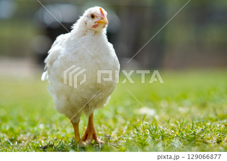 Hen feed on traditional rural barnyard. Close up of chicken standing on barn yard with green grass. Free range poultry farming concept. 129066877