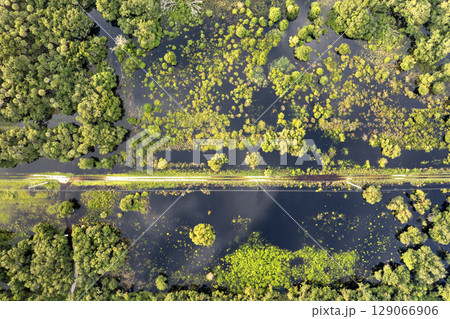 Florida wetlands with water between green wild vegetation. Tropical ecosystem at sunset 129066906