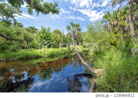 Florida jungles nature. Tropical wetlands with dense green rainforest. Florida jungles nature. Tropical wetlands with dense green rainforest. 129066911