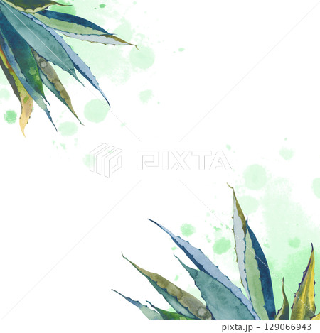 A square frame with hand-drawn aloe vera and an empty space for your design. Watercolor illustration of juicy aloe leaves and green splashes isolated on a white background. The botanical template. 129066943