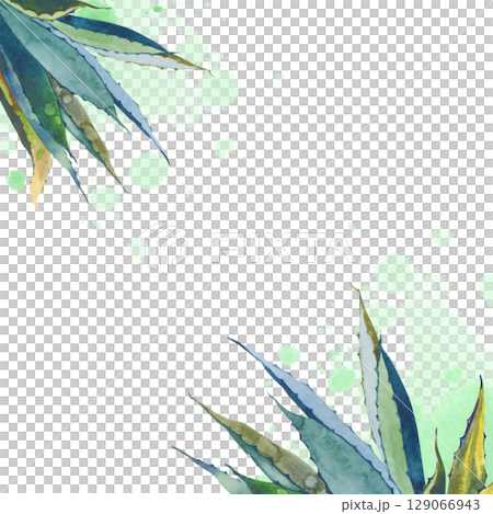 A square frame with hand-drawn aloe vera and an empty space for your design. Watercolor illustration of juicy aloe leaves and green splashes isolated on a white background. The botanical template. 129066943