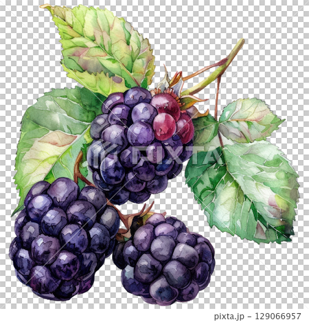Delicate watercolor painting of a single sprig of ripe blackberries isolated on clean white background. Botanical illustration with realistic berries, leaves and stems in natural style 129066957