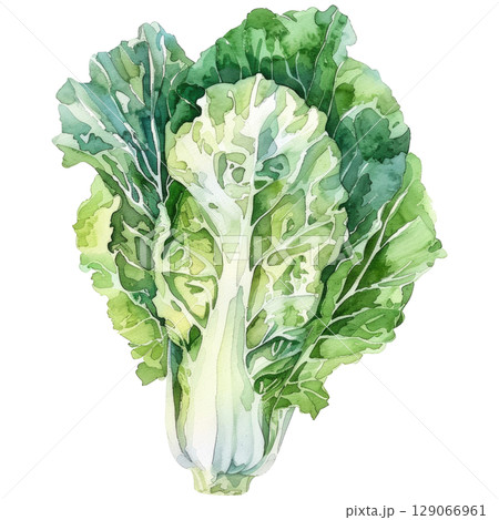 Hand-painted watercolor Peking cabbage featuring layered leaves with subtle yellow-green gradients. White background isolated image perfect for Asian cuisine or healthy food concepts 129066961