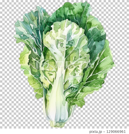 Hand-painted watercolor Peking cabbage featuring layered leaves with subtle yellow-green gradients. White background isolated image perfect for Asian cuisine or healthy food concepts 129066961