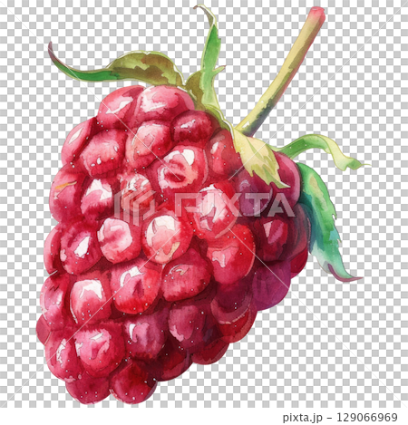 Juicy summer raspberries in watercolor technique with soft blending and natural imperfections. White background isolated artwork perfect for packaging or menu designs 129066969