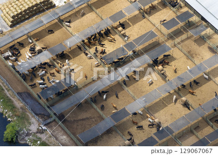 Commercial cattle stockyard with meat cows in rural Florida. Feeding of livestock on farm feedlot in USA 129067067