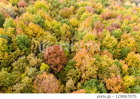 Colorful lush forest in autumn season. Tree canopies in fall woods. Landscape of autumnal wild nature 129067070