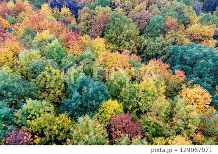 Colorful forest with yellow canopies in autumn. Landscape of wild woods nature in fall season Colorful forest with yellow canopies in autumn. Landscape of wild woods nature in fall season 129067071