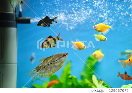 Colorful exotic fish swimming in deep blue water aquarium with green tropical plants Colorful exotic fish swimming in deep blue water aquarium with green tropical plants 129067072