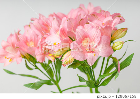 pink alstroemeria flower, Lily of the Incas, in vase on isolated white background pink alstroemeria flower, Lily of the Incas, in vase on isolated white background 129067159