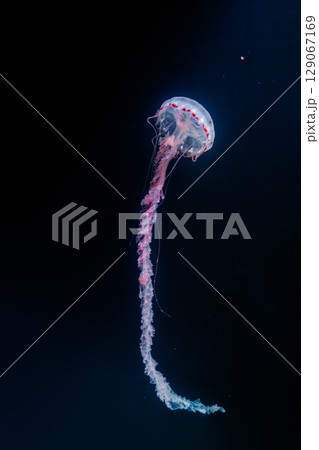 underwater photos of purple striped jelly chrysaora colorata underwater photos of purple striped jelly chrysaora colorata 129067169