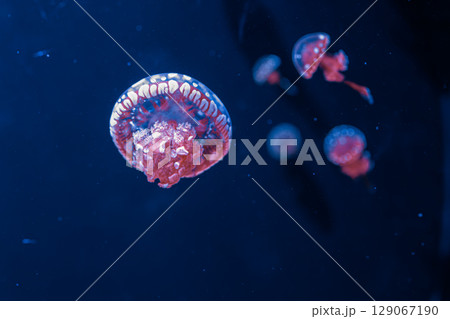underwater photography jellyfish mastigias papua, spotted jelly, lagoon jelly, golden medusa 129067190