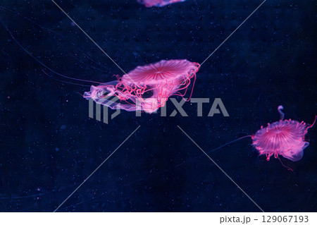 underwater photography jellyfish chrysaora melanaster, Northern Sea Nettle or brown jellyfish underwater photography jellyfish chrysaora melanaster, Northern Sea Nettle or brown jellyfish 129067193