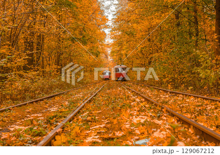 Autumn forest through which the tram travels, Kyiv and rails 129067212