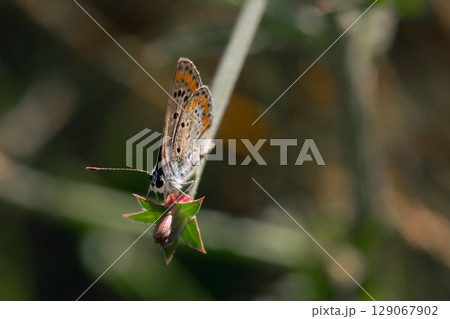 Common blue butterfly (Polyommatus icarus) on a flower Common blue butterfly (Polyommatus icarus) on a flower 129067902