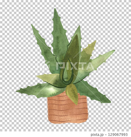 Aloe in a basket. Houseplant for alternative medicine. Succulent. Plant growing is a popular hobby. Isolated watercolor illustration Aloe in a basket. Houseplant for alternative medicine. Succulent. Plant growing is a popular hobby. Isolated watercolor illustration 129067993