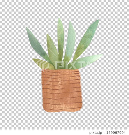 Succulent in a basket. Rustic interior decoration. Isolated watercolor illustration. 129067994