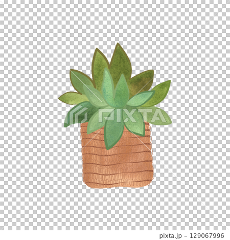 Succulent in a basket. Rustic interior decoration. Isolated watercolor illustration. Succulent in a basket. Rustic interior decoration. Isolated watercolor illustration. 129067996