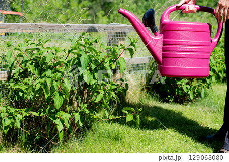 Watering hortensia flowers in Garden with plastic pink can. White cream hortensia, Panicled hydrangea is a species of flowering plant in the family Hydrangeaceae Watering hortensia flowers in Garden with plastic pink can. White cream hortensia, Panicled hydrangea is a species of flowering plant in the family Hydrangeaceae 129068080