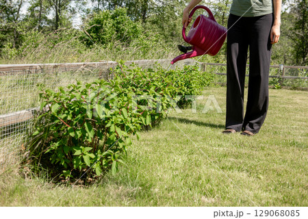 Watering hortensia flowers in Garden with plastic pink can. White cream hortensia, Panicled hydrangea is a species of flowering plant in the family Hydrangeaceae 129068085