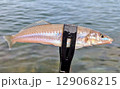 キス釣り 129068215