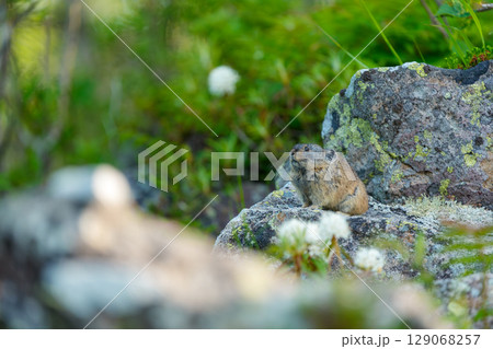 岩の上にすわるエゾナキウサギ 岩の上にすわるエゾナキウサギ 129068257