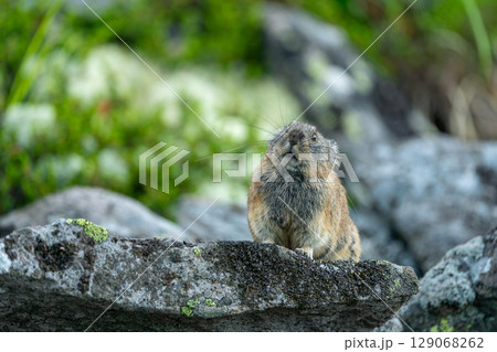 岩の上にすわるエゾナキウサギ 岩の上にすわるエゾナキウサギ 129068262