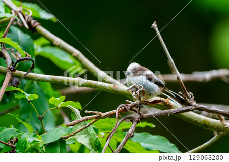 木の枝にとまるシマエナガ 129068280