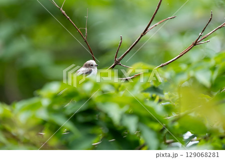 木の枝にとまるシマエナガ 129068281