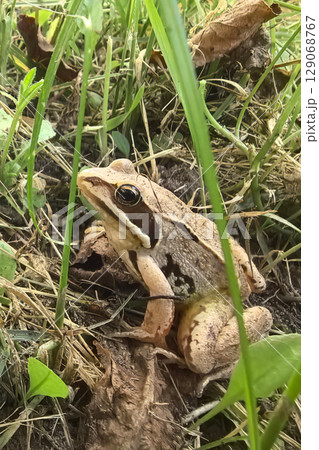 Frog resting among lush greenery in a sunlit grassy area 129068767