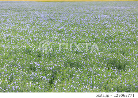 北海道当別町、畑一面に澄んだブルーの花を咲かせる亜麻【7月】 129068771