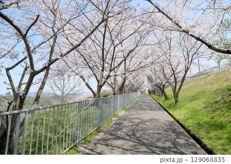 満開の桜 ソメイヨシノの花 満開の桜 ソメイヨシノの花 129068835