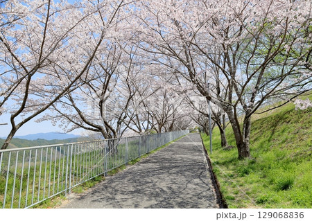 満開の桜 ソメイヨシノの花 満開の桜 ソメイヨシノの花 129068836