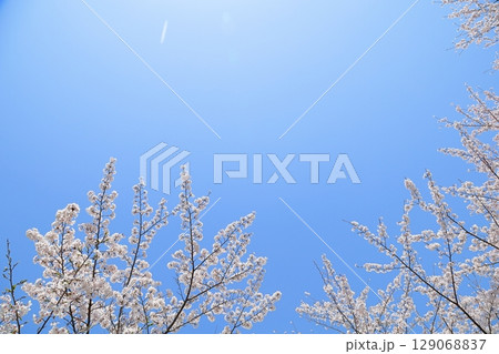 春の便り 満開の桜 春の便り 満開の桜 129068837